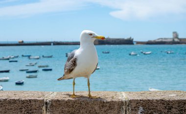 CADIZ, İspanya - 30 Nisan 2023: 30 Nisan 2023 'te İspanya' nın Cadiz kentindeki La Caleta plajındaki martılar