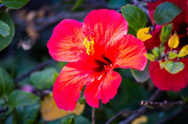 Bahçede kırmızı Hibiscus çiçeği