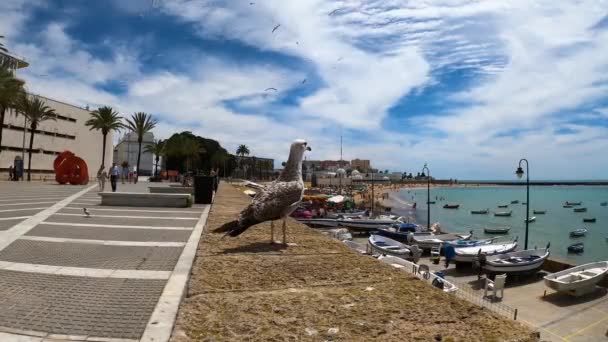 Cadiz Spanien April 2023 Fiskmåsar Stranden Caleta Centrala Cadiz Spanien — Stockvideo