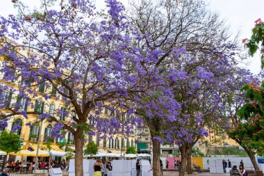 MALAGA, İspanya - 20 Mayıs 2023: Malaga, İspanya 'da Mor çiçek ağaçları Merced Meydanı (Plaza de la Merced) 20 Mayıs 2023