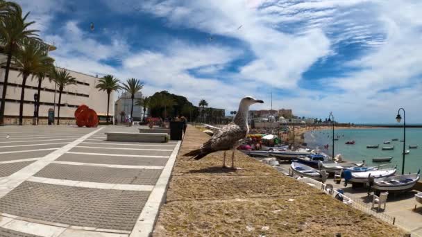 Cadiz Hiszpania Kwietnia 2023 Mewy Plaży Caleta Centrum Miasta Kadyksie — Wideo stockowe