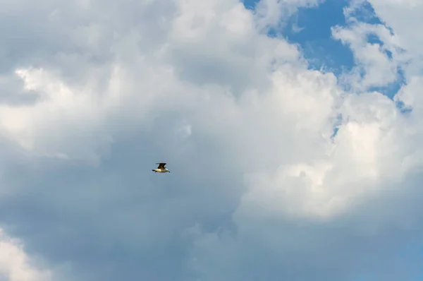 Zeemeeuw Vliegt Bewolkte Lucht Bij Zonsopgang — Stockfoto