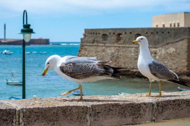 CADIZ, İspanya - 30 Nisan 2023: 30 Nisan 2023 'te İspanya' nın Cadiz kentindeki La Caleta plajındaki martılar