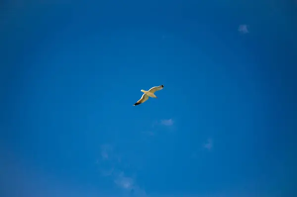 Felhős Égen Repülő Madár — Stock Fotó