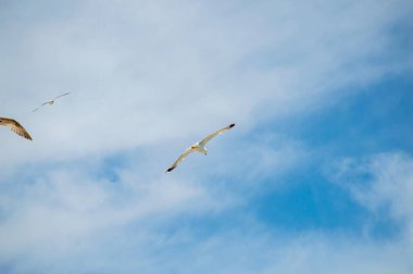 CADIZ, İspanya - 30 Nisan 2023: 30 Nisan 2023 'te İspanya' nın Cadiz kentindeki La Caleta plajındaki martılar