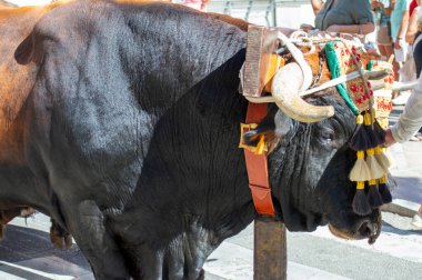 TORREMOLINOS, SPAIN - 24 Eylül 2023: 24 Eylül 2023 tarihinde İspanya 'nın Torremolinos kentindeki fuarın ilk günü olarak geleneksel 