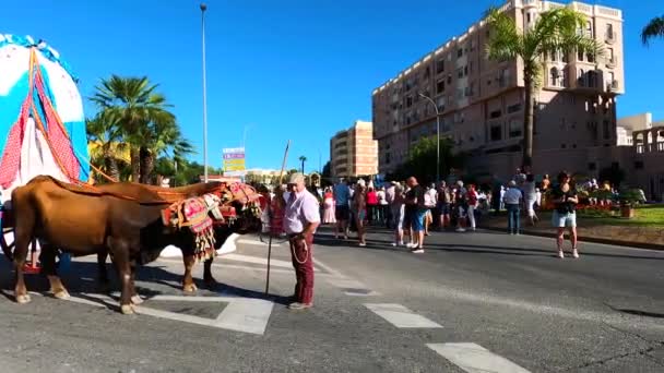 トレモリノス Spain サンミゲルフェスティバルの伝統的なロメリアの巡礼者 ロメリア サンミゲル 9月24日にスペインのトレモリノスで公正の最初の日として2023年9月24日 — ストック動画