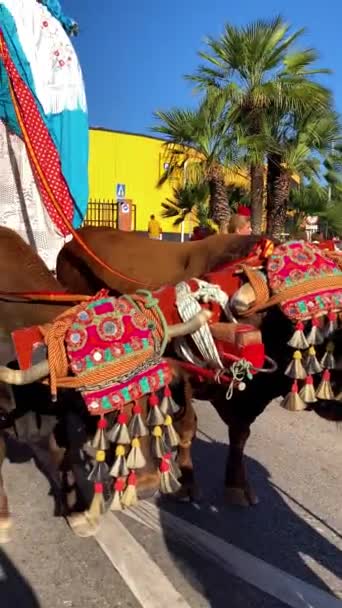 Torremolinos Hiszpania Wrzesień 2023 Pielgrzymi Tradycyjnej Romerii Festiwalu San Miguel — Wideo stockowe