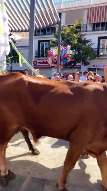 Torremolinos Spain September 2023 Паломники Традиційному Фестивалі Romeria San Miguel — стокове відео
