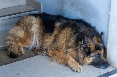 Alman çoban köpeği evin girişinde yatıyor.