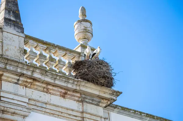 FARO, PORTUGAL - 1 Mart 2023: Portekiz 'in Faro kentindeki tarihi şehir merkezinde yürüyüş