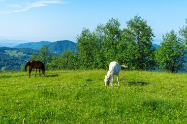 Karpatlar 'daki yeşil çayırlardaki atlar manzara, Apetska dağı, Ukrayna