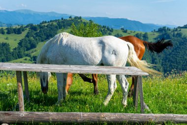 Karpatlar 'daki yeşil çayırlardaki atlar manzara, Apetska dağı, Ukrayna