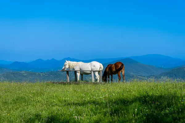 乌克兰Apetska山喀尔巴阡山脉地貌上绿色草地上的马 免版税图库照片