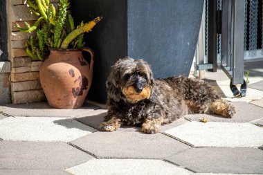 Köpek evin önünde yatıyor.