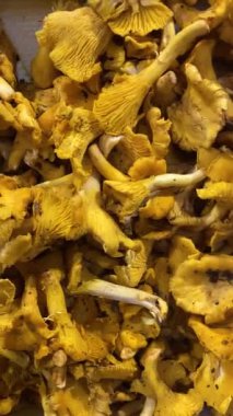 Cantharellus cibarius mantar sepeti