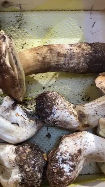 Boleto Cogumelos Cesta — Vídeo de Stock