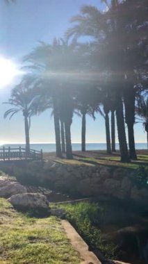 İspanya 'da, Costa del Sol, İspanya' da palmiyelerin üzerinde gün doğumu
