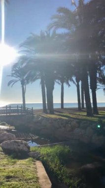 İspanya 'da, Costa del Sol, İspanya' da palmiyelerin üzerinde gün doğumu