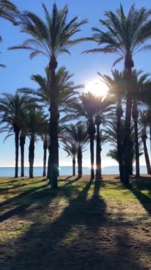 İspanya 'da, Costa del Sol, İspanya' da palmiyelerin üzerinde gün doğumu