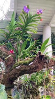 ESTEPONA, SPAIN - 29 Temmuz 2023: Estepona Orkide Evi 29 Temmuz 2023