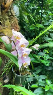 ESTEPONA, SPAIN - 29 Temmuz 2023: Estepona Orkide Evi 29 Temmuz 2023