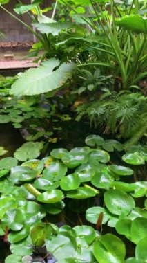 ESTEPONA, SPAIN - 29 Temmuz 2023: Estepona Orkide Evi 29 Temmuz 2023