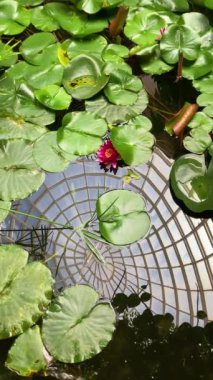 ESTEPONA, SPAIN - 29 Temmuz 2023: Estepona Orkide Evi 29 Temmuz 2023