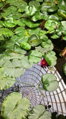 ESTEPONA, SPAIN - 29 Temmuz 2023: Estepona Orkide Evi 29 Temmuz 2023