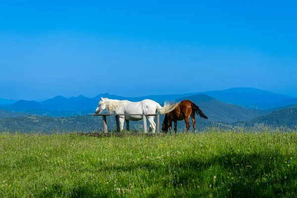 Karpatlar Daki Yeşil Çayırlardaki Atlar Manzara Apetska Dağı Ukrayna Stok Resim