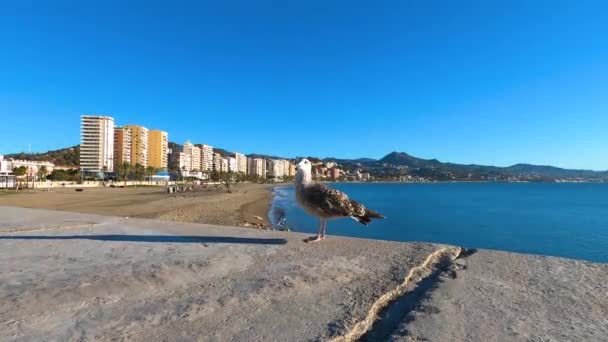 2023年11月22日スペイン マラガの朝の晴れた日にマラガのビーチでシーガル — ストック動画