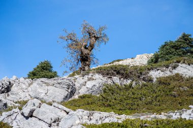 Torrecilla, Sierra de las Nieves Ulusal Parkı, Endülüs, İspanya