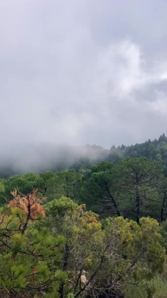Floresta Nebulosa Trilha Caminhada Até Pico Torrecilla Parque Nacional Sierra — Vídeo de Stock