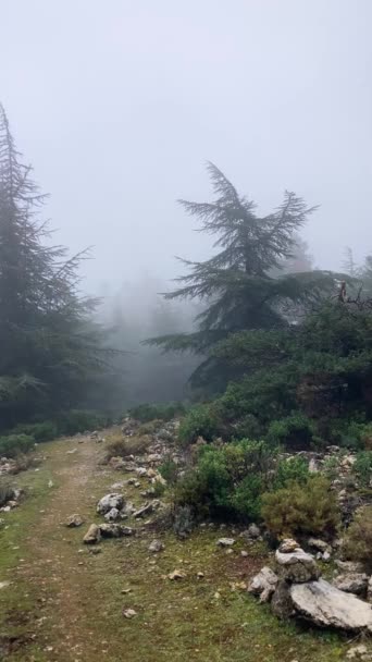 Misty Forest Hiking Trail Peak Torrecilla Sierra Las Nieves National — Stock Video