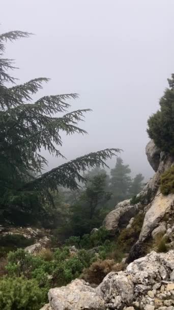 Hutan Berkabut Jalur Pendakian Menuju Puncak Torrecilla Taman Nasional Sierra — Stok Video