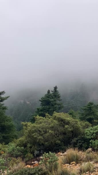Misty Forest Hiking Trail Peak Torrecilla Sierra Las Nieves National — Stock Video