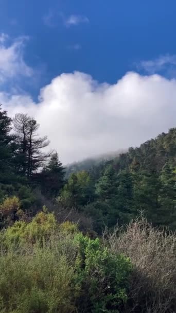 Foresta Nebbiosa Sul Sentiero Vetta Torrecilla Sierra Las Nieves Parco — Video Stock