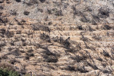Mijas, Malaga, İspanya tepelerine giden yolda yanan orman.