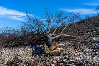 Mijas, Malaga, İspanya tepelerine giden yolda yanan orman.