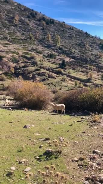Vandringsled Till Toppen Torrecilla Sierra Las Nieves Nationalpark Andalusien Spanien — Stockvideo