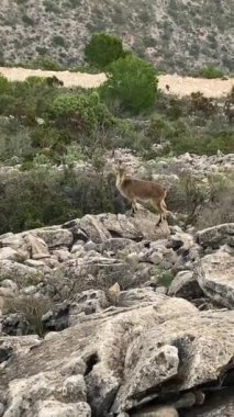 Calamorro tepesindeki vahşi keçiler görüş açısı, Costa del Sol, Endülüs, İspanya