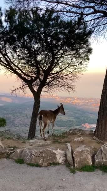Wild Goats Calamorro Peak Sight Viewpoint Costa Del Sol Andalusia — Stock Video
