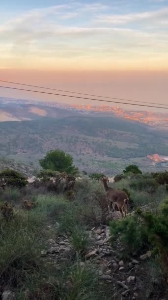 Cabras Silvestres Mirador Del Calamorro Costa Del Sol Andalucía España — Vídeos de Stock