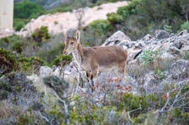 Calamorro tepesindeki vahşi keçiler görüş açısı, Costa del Sol, Endülüs, İspanya