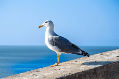 Seagull on the castle wall, Almunecar, Spain clipart