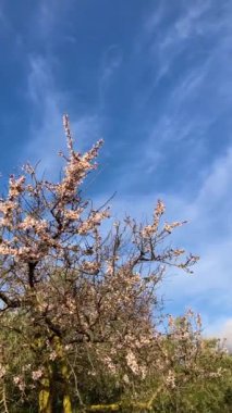 Antequerra Ulusal Parkı 'na giden yolun panoramik manzarası, kireçtaşı kaya oluşumları ve Endülüs, Malaga, İspanya' daki alışılmadık karst şekilleriyle biliniyor..