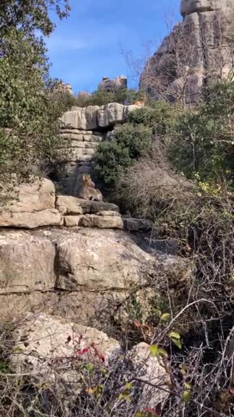 Geiten Het Nationaal Park Torcal Antequerra Kalkstenen Rotsformaties Bekend Zijn — Stockvideo