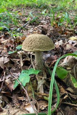 Wild mushrooms in the forest,  Sovata, Romania clipart