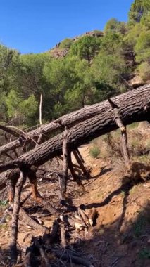 Alman nehri üzerinden Colgante Köprüsü 'ne (Puente Colgante El Saltillo) yürüyüş yolu, Sierra Tejeda, İspanya