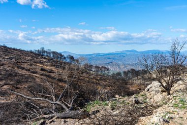 Mijas, Malaga, İspanya tepelerine giden yolda yanan orman.